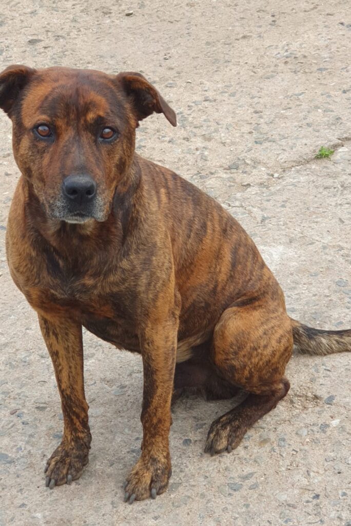 #346 - Loki - 8-year-old male Staffie X Rottweiler, Elspark, Gauteng 3 8 yr old Staffie X Rottweiler from Gauteng needs to be urgently adopted