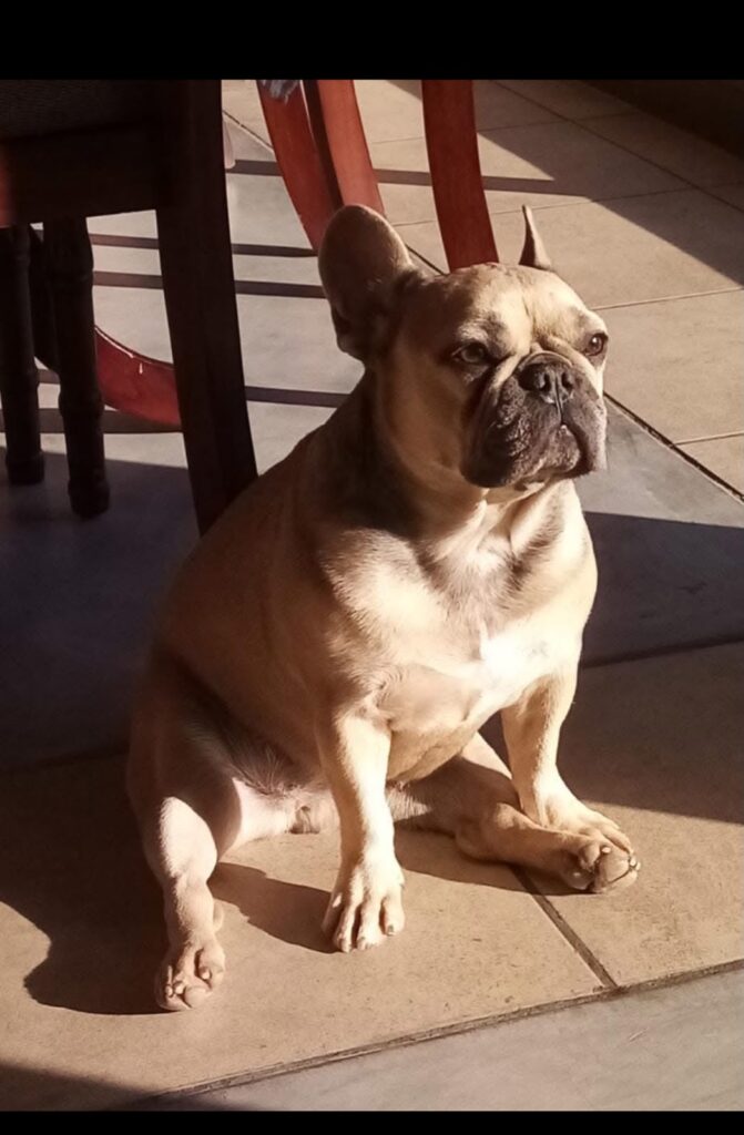 French Bulldog, that is sweet and quiet needs to be adopted