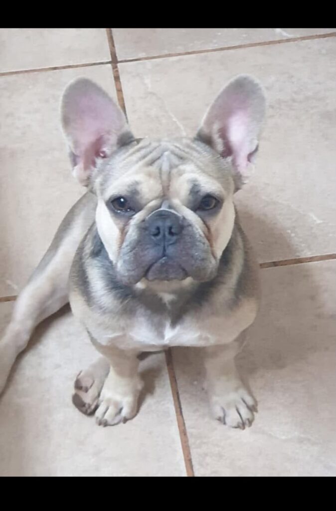 Rhiley-Mae a female french bulldog needs a home urgently
