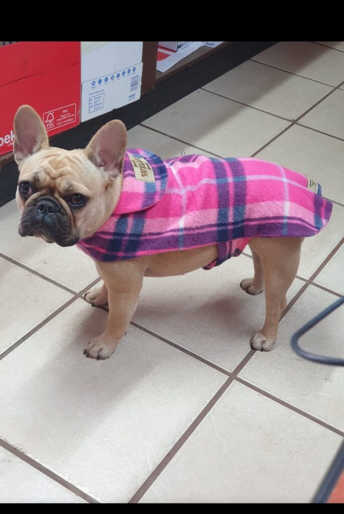 Willa, 9 yrs old, vocal but very affectionate and loving needs to be adopted urgently