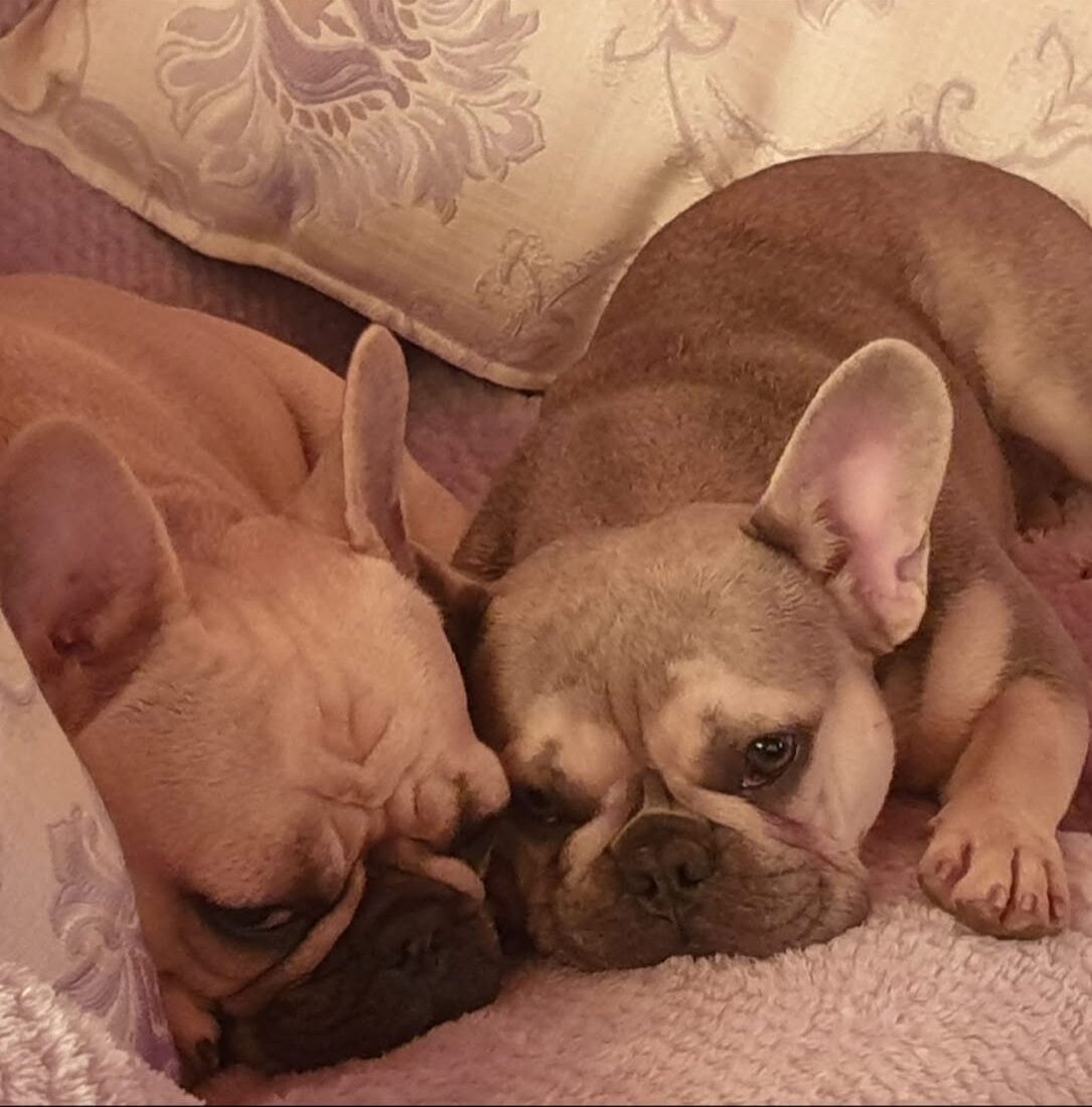 #343 – Adopt – Rhiley-Mae – 7/8-yrs-old & Willa – 9-yrs-old Female French Bulldogs – Gauteng