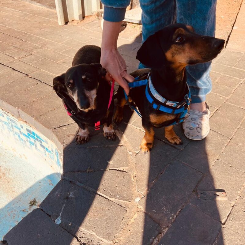 Adopt Joey & Miyagi | Loving Dachshund Pair Needing Forever Home