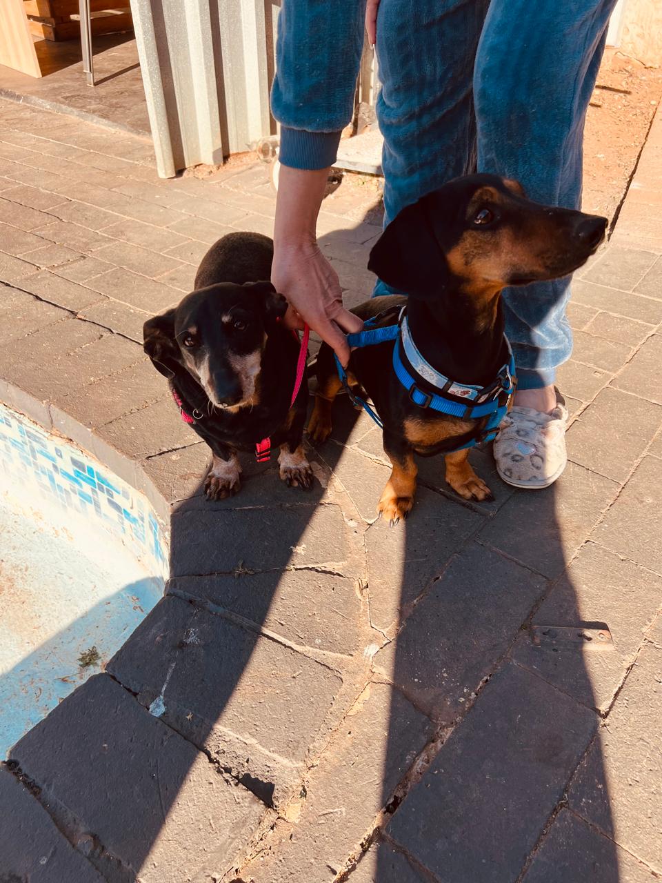 #341 – Adopt – Joey & Miyagi a Bonded Dachshund Duo from Edenvale, Gauteng