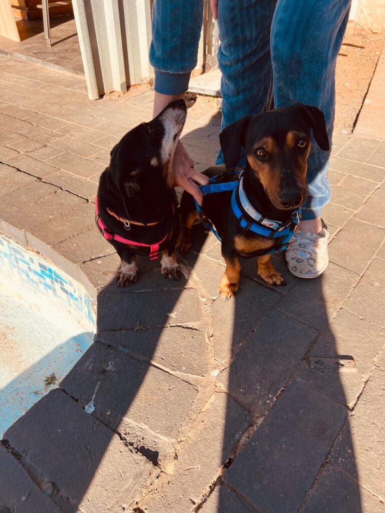  Joey, 7 yrs  and  Miyagi, 2yrs old available for adoption
