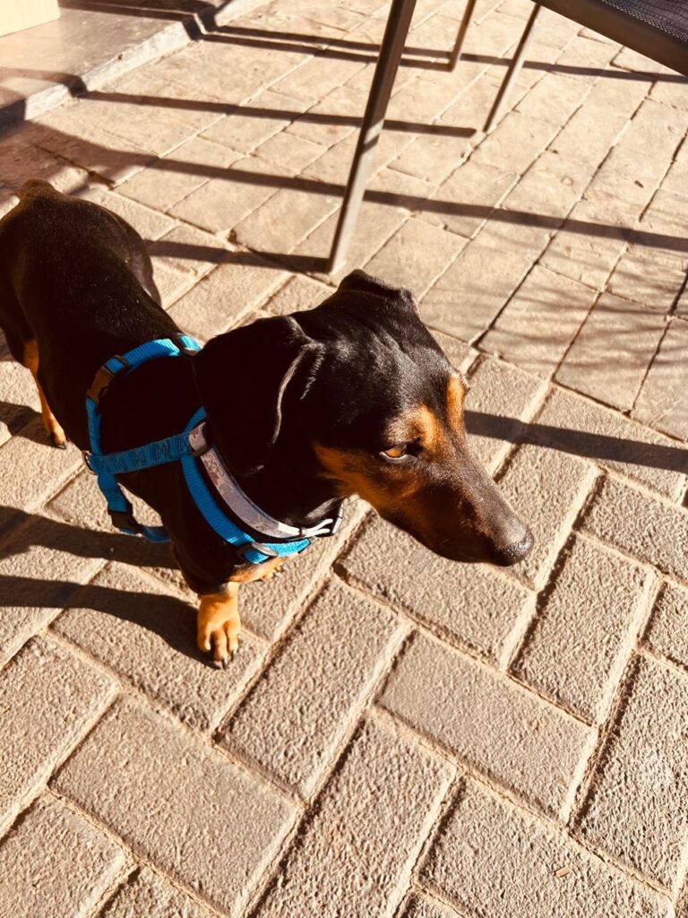 Miyagi, 2yrs old Dachshund available for adoption
