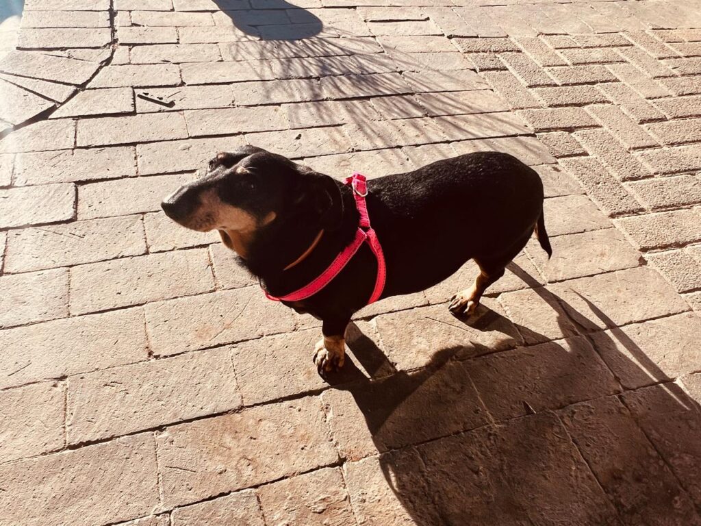 Joey, 7 yrs Dachshund available for adoption