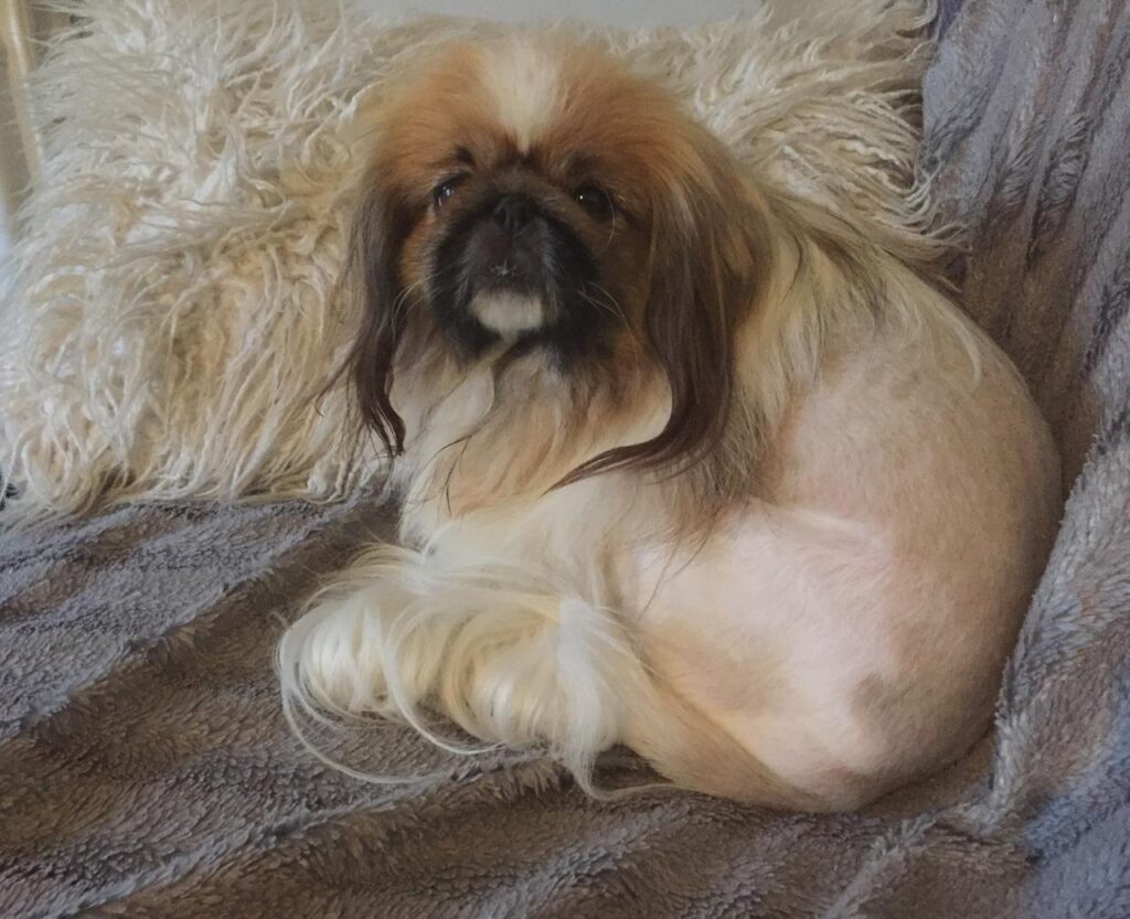 10 - 11 yr old Pekingese from Cape Town is available for adoption