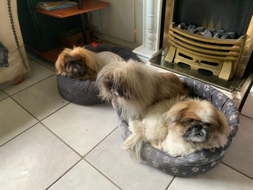Chica a Female Pekingese gets along with other doggies and is available for adoption in cape town