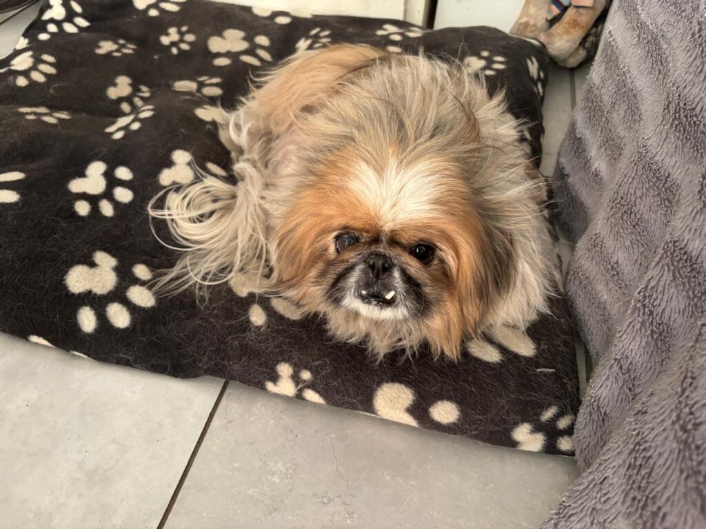Female Pekingese from Cape Town needs te be adopted urgently