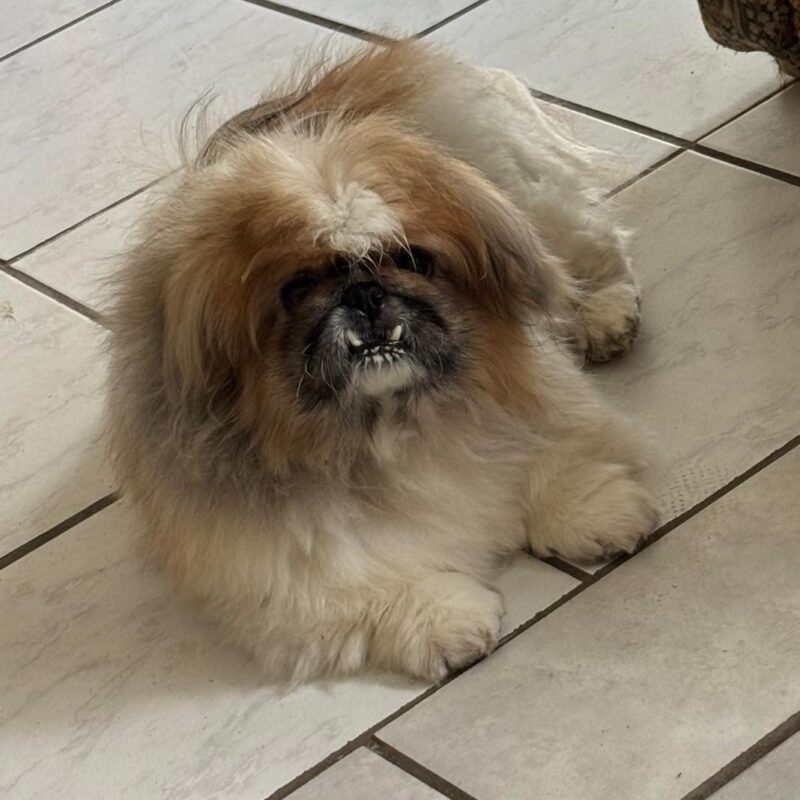 Chica a Pekingese is available for adoption