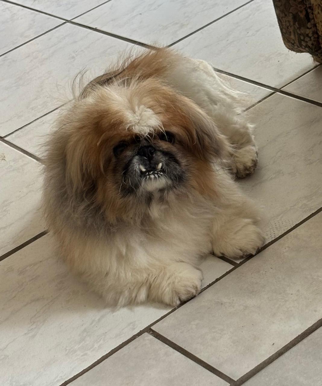 #345 – Adopt – Chica, Female, 10-11 year-old, Pekingese, Cape Town