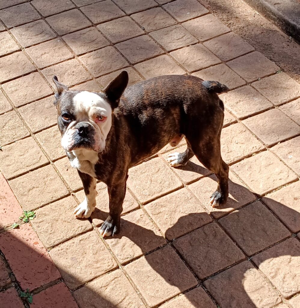 Boston Terrier adoption Pretoria, adopt Boston Terriers Gauteng,