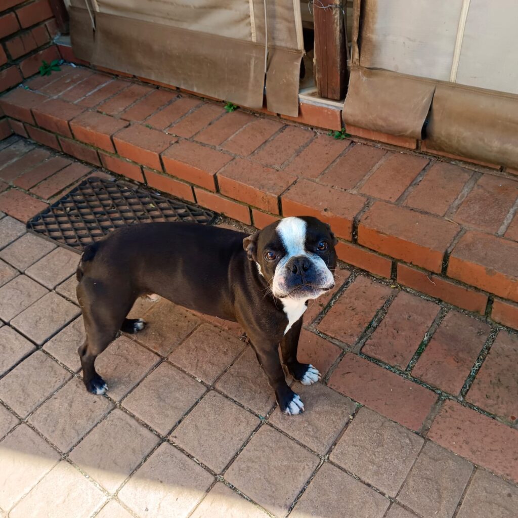 Boston Terrier adoption Pretoria, adopt Boston Terriers Gauteng,