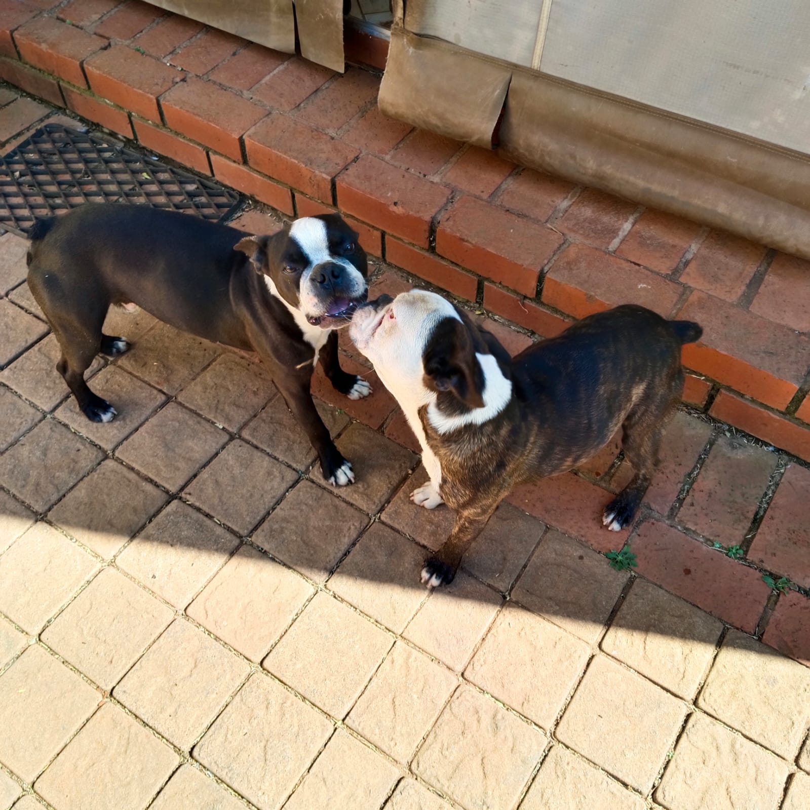 #347 – Adopt – Patches (6-yr-old) & Mickey (3-yr-old) from Pretoria
