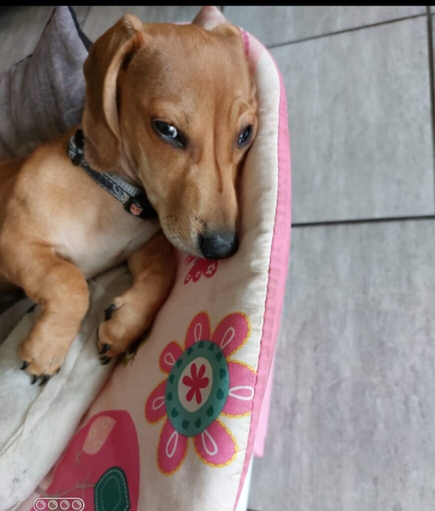 #346 - Adopt - BABY, 5-YR-OLD MALE, DACHSHUND - ROODEPOORT 1 Baby a Dachshund from Roodepoort needs to be adopted