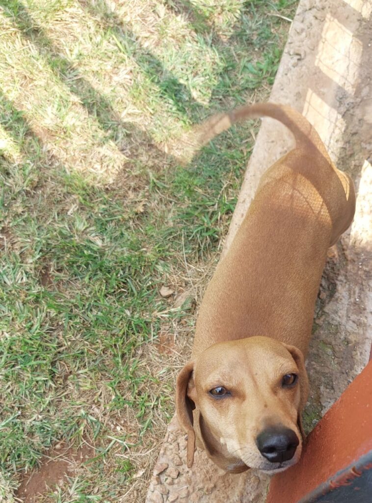 #346 - Adopt - BABY, 5-YR-OLD MALE, DACHSHUND - ROODEPOORT 4 Baby a tiny Dachshund needs to adopted