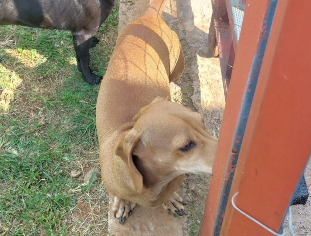 #346 - Adopt - BABY, 5-YR-OLD MALE, DACHSHUND - ROODEPOORT 2 5-yr-old Dachshund named Baby available for adoption in Roodepoort