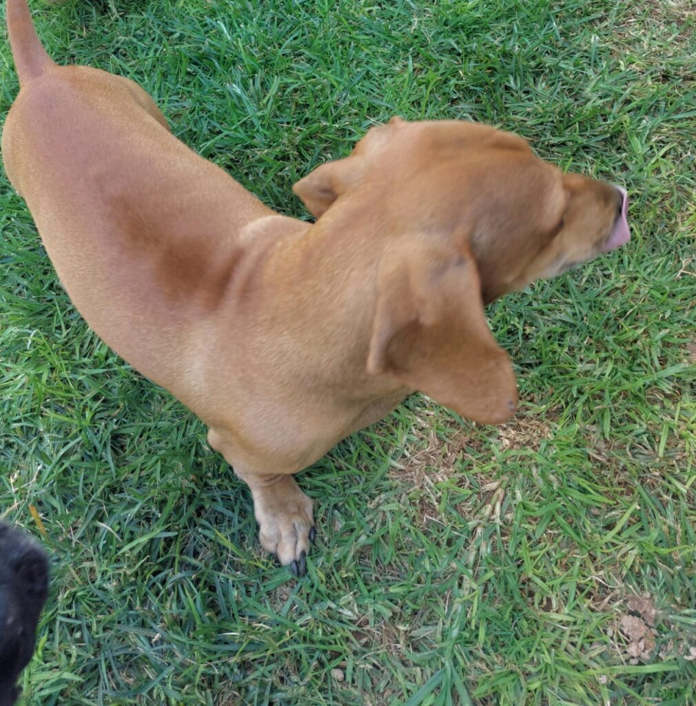 #346 - Adopt - BABY, 5-YR-OLD MALE, DACHSHUND - ROODEPOORT 3 Roodepoort has an urgent adoption of a 5-yr-old Dachshund