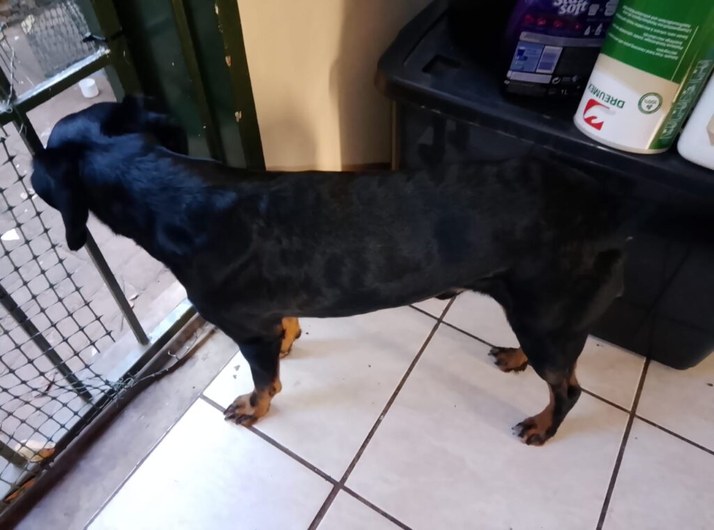 Dad of the 3-Month Female Mixed-Breed Puppies up for Adoption | Glen Marais, Gauteng