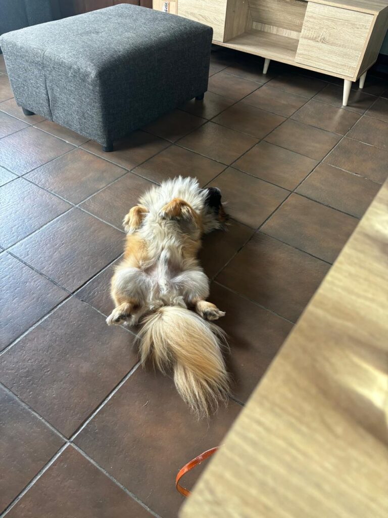 #348 - Adopt - Teddy Bear, Pekingese, 3-yr-old, Cape Town 2 Teddy Bear (3yo) Seeking His One-and-Only Human