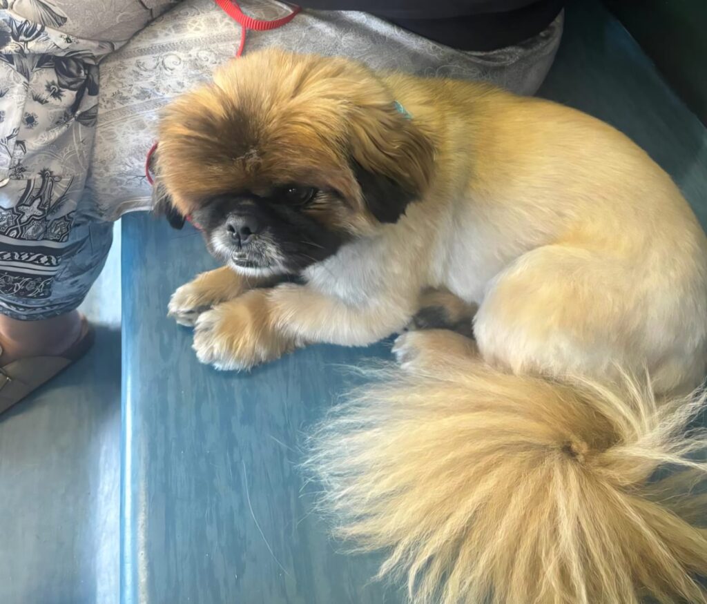 #348 - Adopt - Teddy Bear, Pekingese, 3-yr-old, Cape Town 1 URGENT CAPE TOWN: Sweet 8kg Pekingese Needs an Adults-Only Home (No Other Dogs)