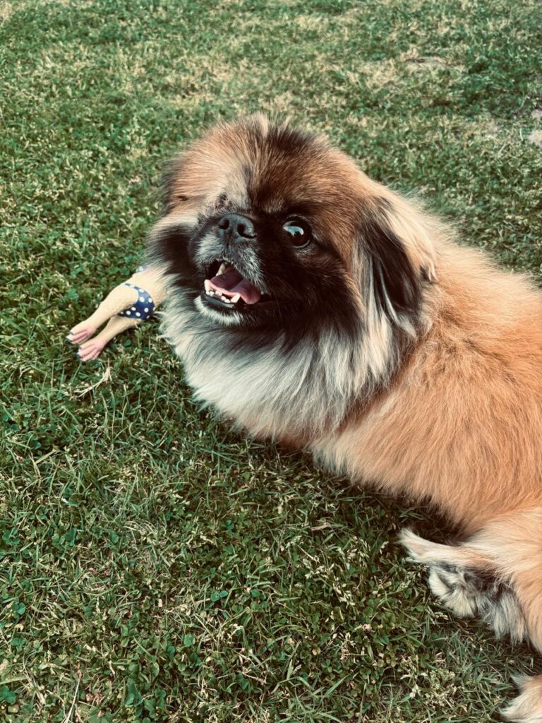 #348 - Adopt - Teddy Bear, Pekingese, 3-yr-old, Cape Town 4 WhatsApp Image 2026 08 03 at 1.12.44 PM 1 2