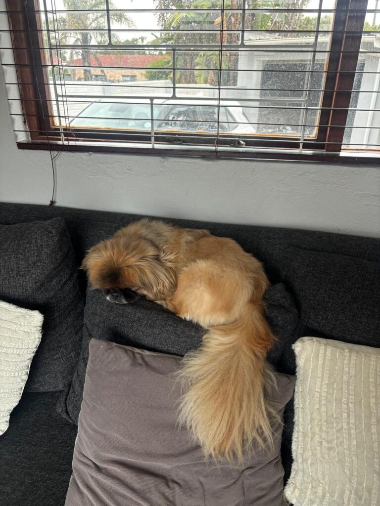 #348 - Adopt - Teddy Bear, Pekingese, 3-yr-old, Cape Town 3 One-Eyed Pekingese Boy Seeking Breed-Savvy Adult Household