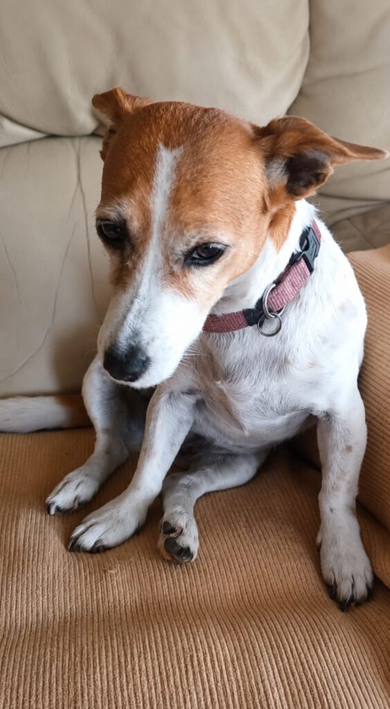 358 - Adopt - Bellarose - 15 yrs-old, Jack Russel, KZN 1 Urgent Jack Russell adoption in New Germany, KZN! Bella Rose is a sweet, playful 15-year-old female