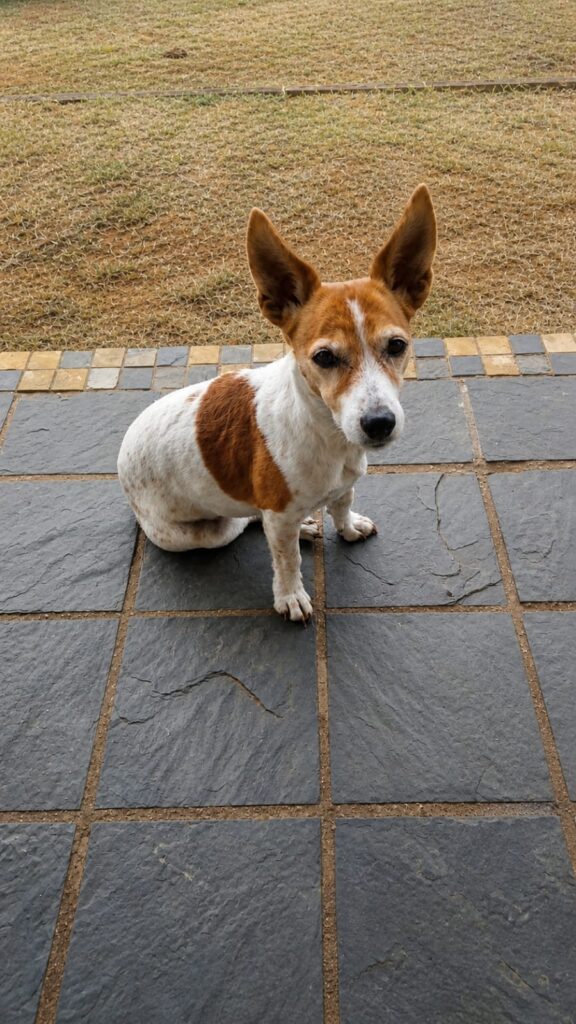 358 - Adopt - Bellarose - 15 yrs-old, Jack Russel, KZN 2 Urgent Jack Russell adoption in New Germany, KZN! Bella Rose is a sweet, playful 15-year-old female that needs to be adopted