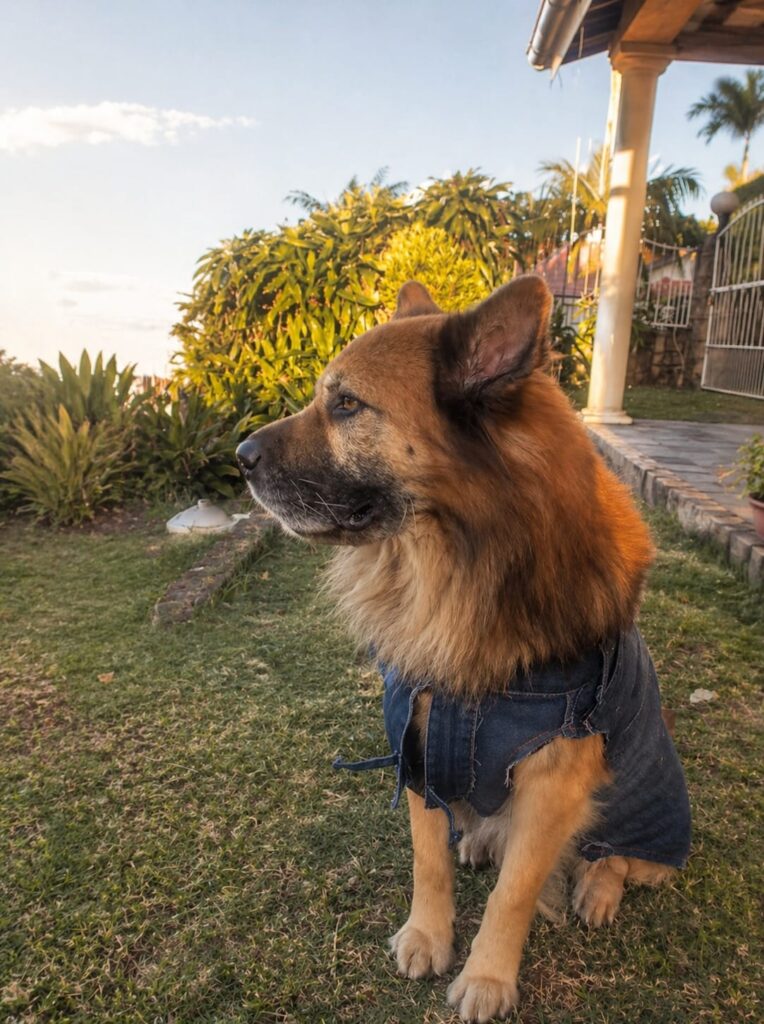 Angelo, 10yrs old, Medium size dog in KZN needs to adopted