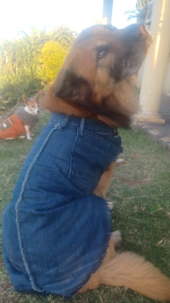Medium to Large Mixed Breed dog from KZN is available for adoption