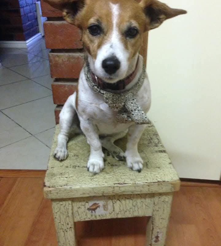 Adopt Bella Rose: Urgent Jack Russell Rehoming in KZN