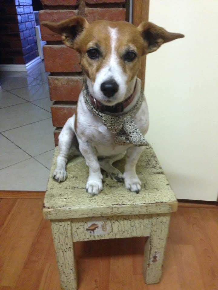 Bella Rose, Jack Russel 15 yrs needs to be adopted from George