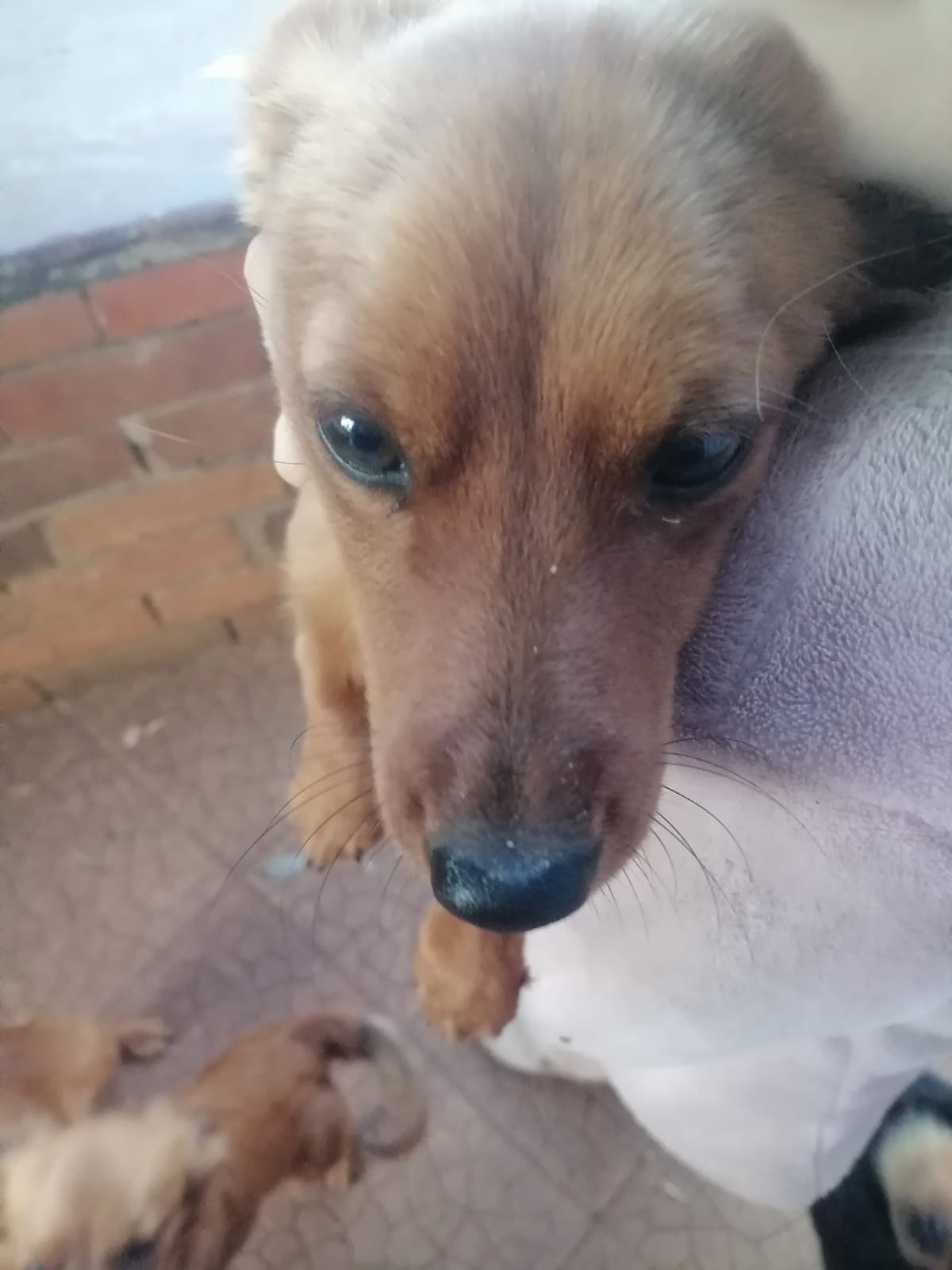 #350 – Adopt – Speedy – 6-Month-Old Jack Russell x Dachshund Boy (Gauteng)