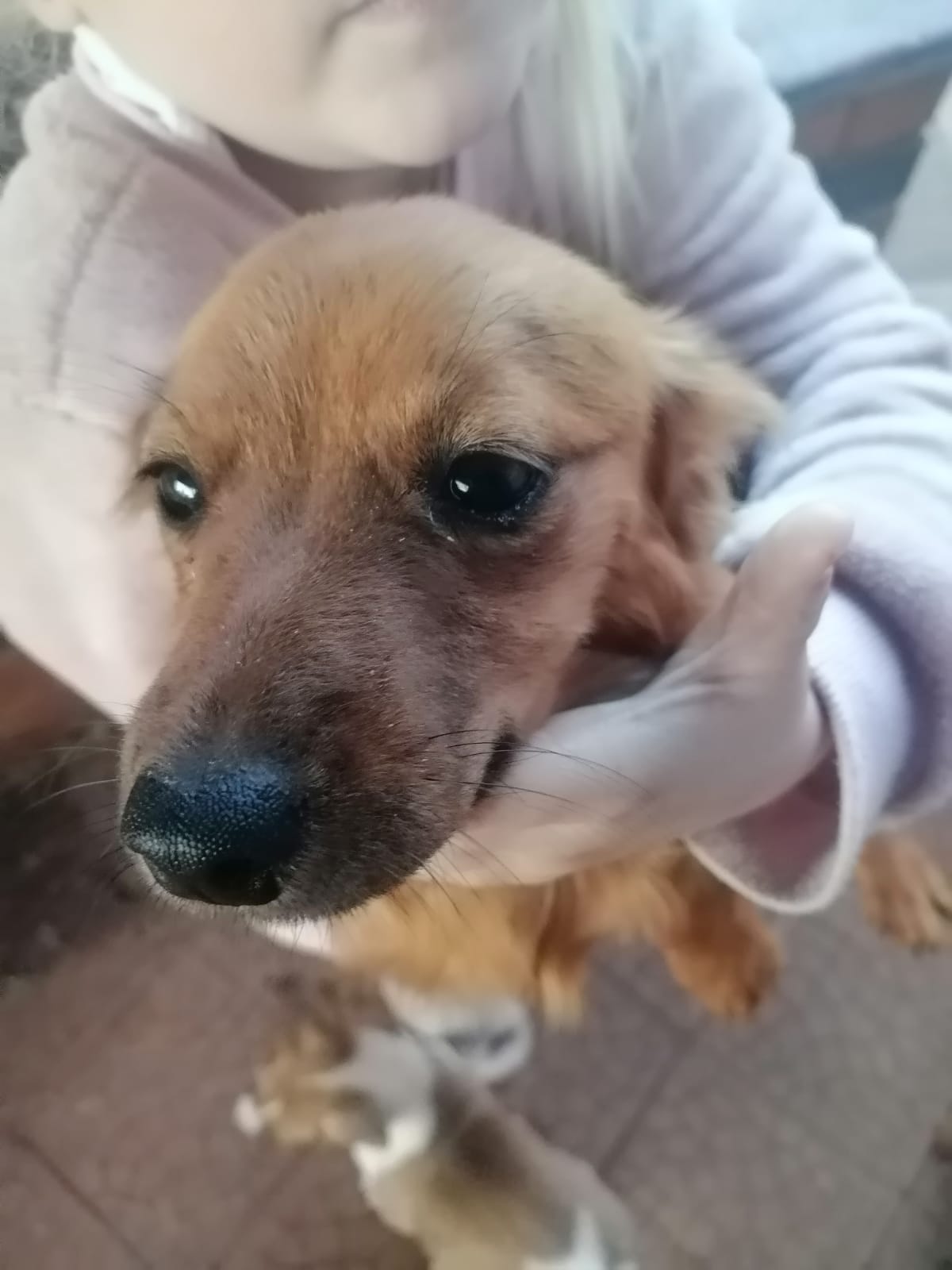#349 – Adopt – Lucky, 6-Month-Old Puppy, Jack Russell x Dachshund Boy (Welverdiend)