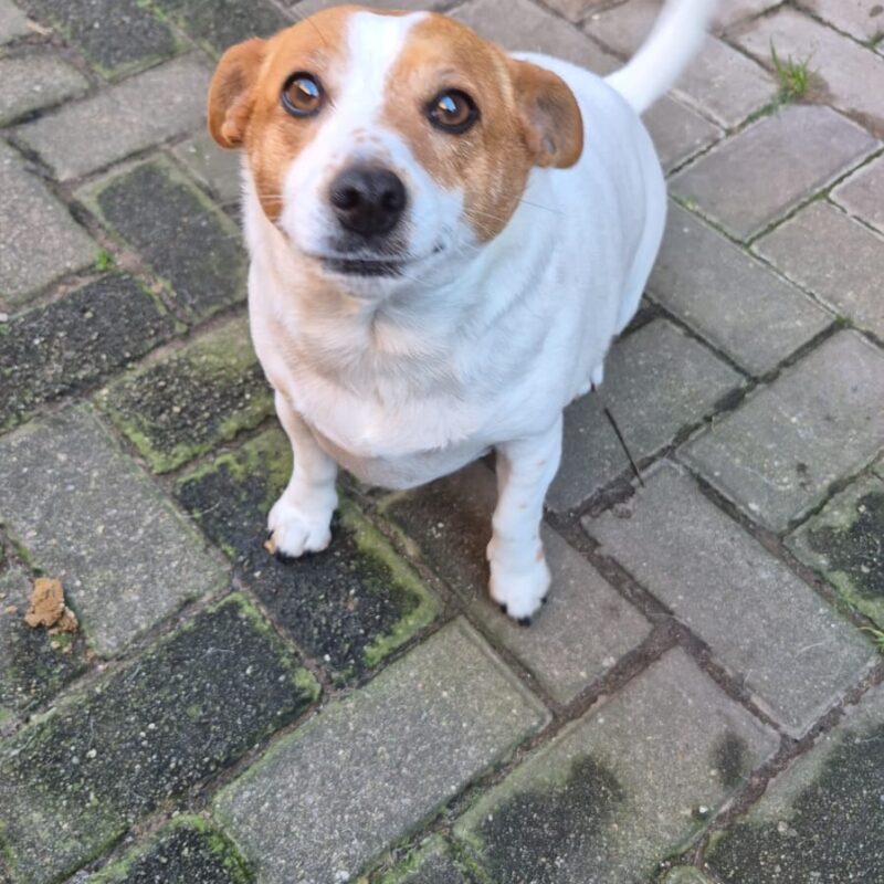 Trix (a fun-loving 4-year-old Jack Russell from George is available for adoption