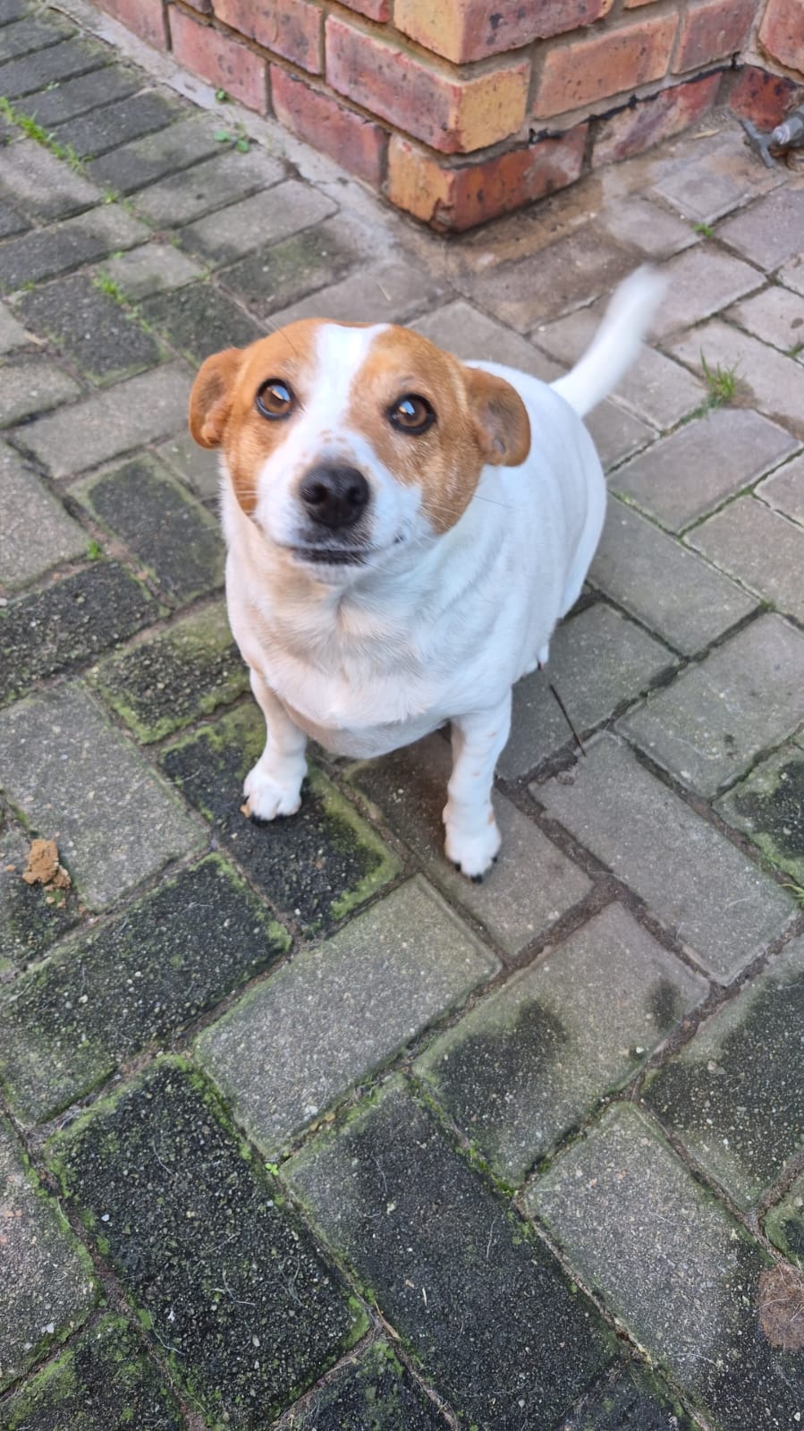 #352 – Adopt – Trix: 4-Year-Old Female Jack Russell – George