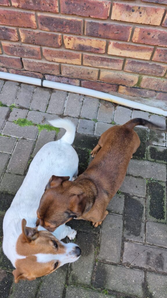 Trix a 4 year old Jack Russel from George is a Sweet, lovable, social, and a touch lazy in the best way