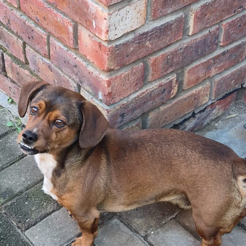 Blits – The Loyal Dachshund Mix (7 Years Old | Male)
