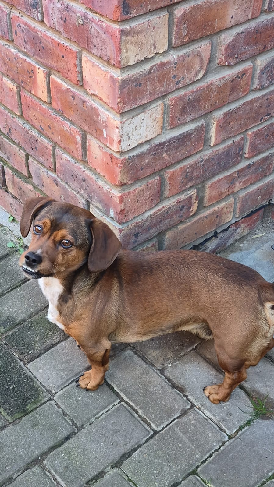 #351 – Adopt – Blits, 7-Year-Old Male Dachshund – George