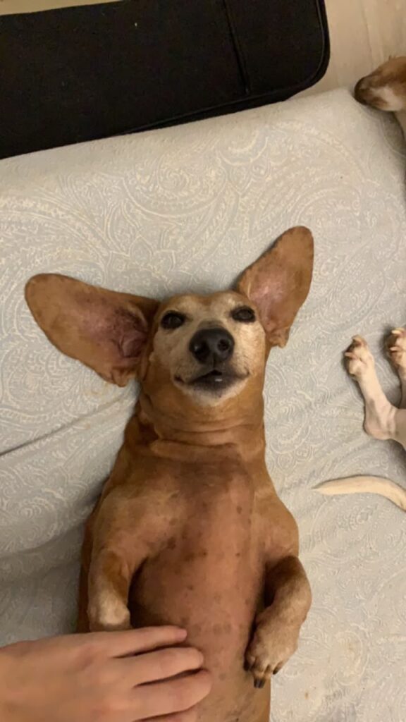 Dachshunds looking for a loving retirement home in Johannesburg/Gauteng