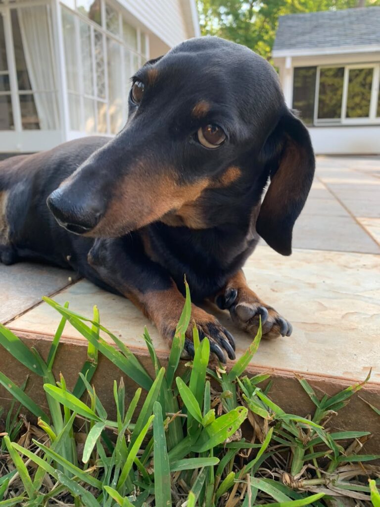 Rescue Mini Dachshunds South Africa