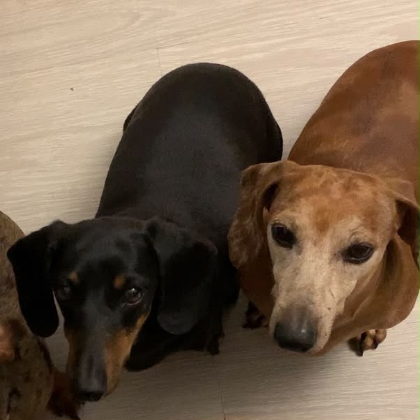 #355 - Adopt - Max & Charlie, 14 yrs old Senior Miniature Dachshunds Johannesburg 1 #355 – Adopt – Max & Charlie, 14 yrs old Senior Miniature Dachshunds Johannesburg