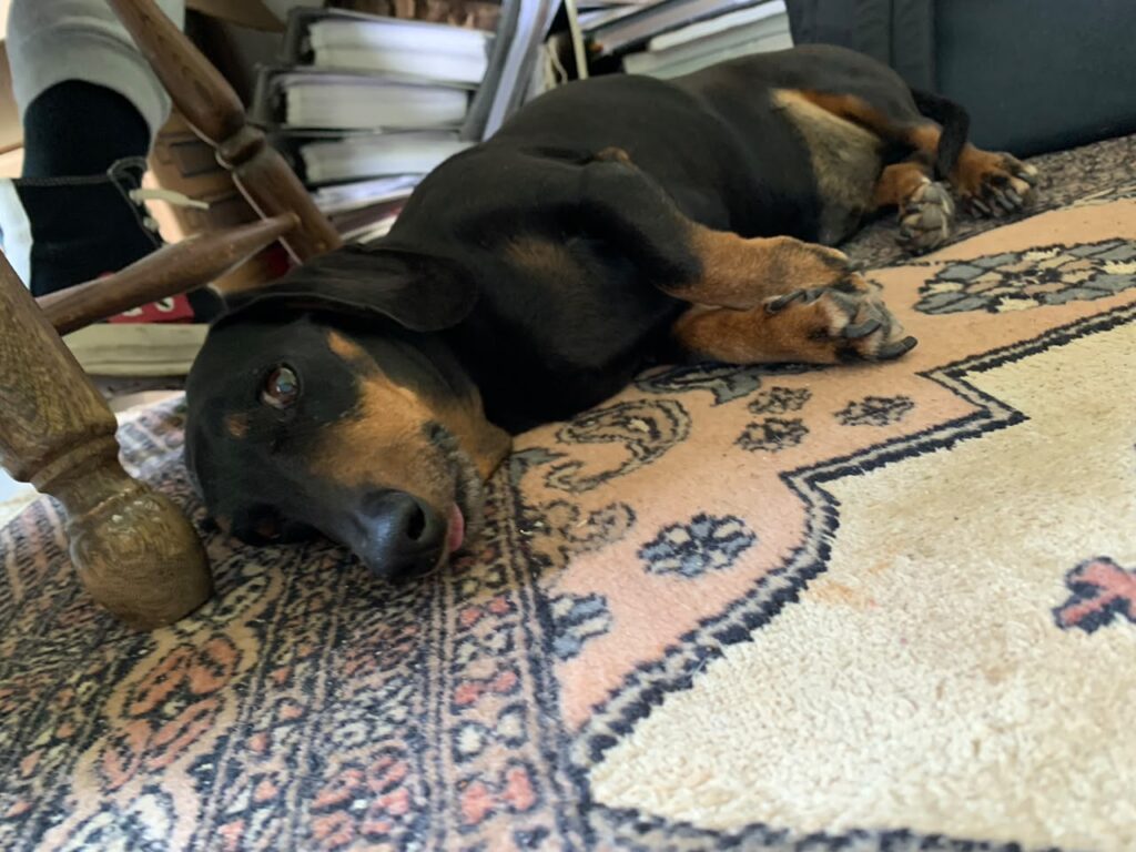 Senior Dachshunds looking for a loving retirement home in Johannesburg/Gauteng