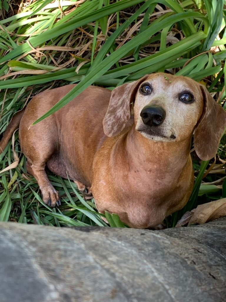 Bonded Dachshund Pair Adoption Gauteng