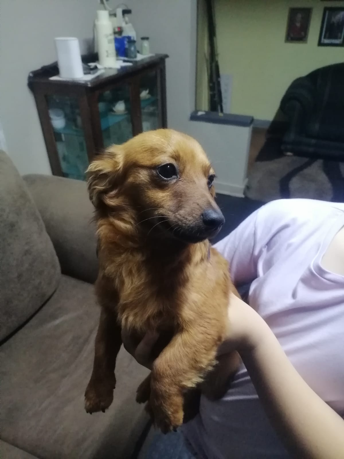 #349 – Adopt – Lucky, 6-Month-Old Puppy, Jack Russell x Dachshund Boy (Welverdiend)