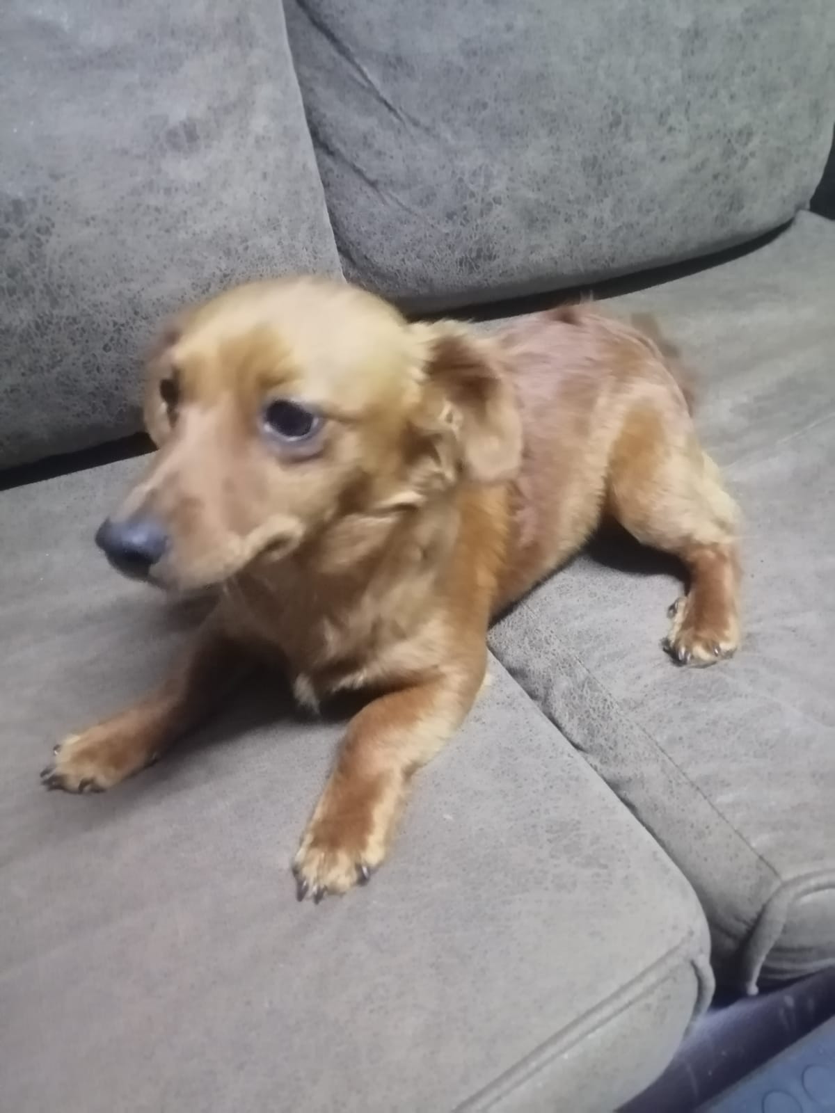 #350 – Adopt – Speedy – 6-Month-Old Jack Russell x Dachshund Boy (Gauteng)