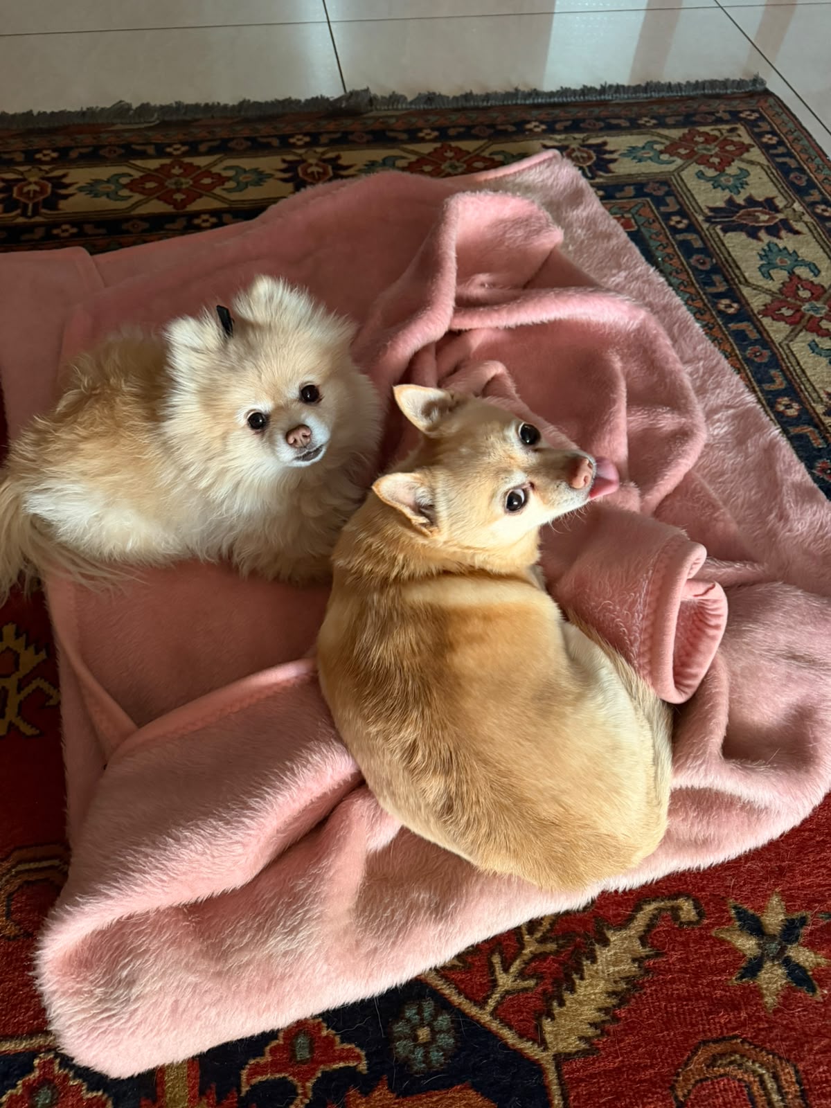 #354 – Adopt – Bella & Bailey in Middelburg!
