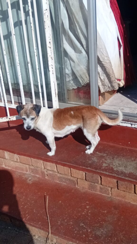 Charming Jack Russel X Pekenise ready for adoption in Gauteng