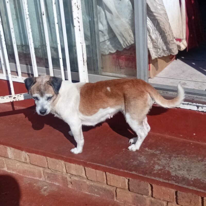Gabby, 8 yr old Jack Russel Pekenise available for adoption in Centurion